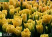 Tulipa Marie Jo ® (3)